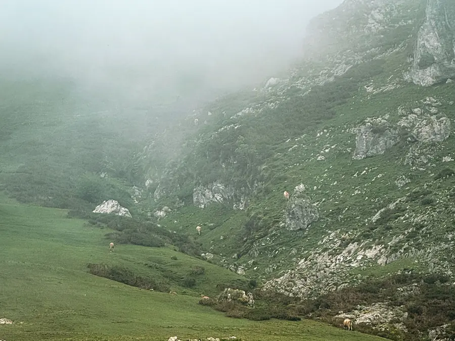A steep green pasture strewn with limestone, cattle grazing, and cloud sitting low against the slope.