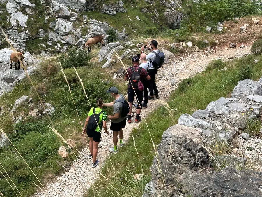 Walkers on a narrow mountain track, with chamois standing on the rocks just above them.